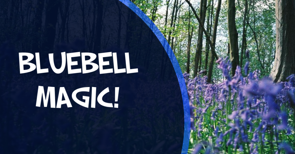 Bluebells in Northern Ireland visit warrenpoint bluebell wood whats the point